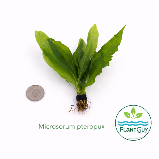 Microsorum pteropus