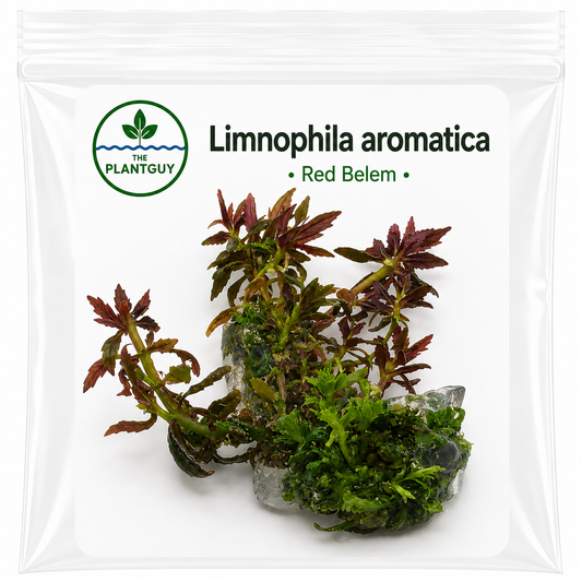 Limnophila aromatica 'red belem'- Tissue Culture (4 ounce bag)
