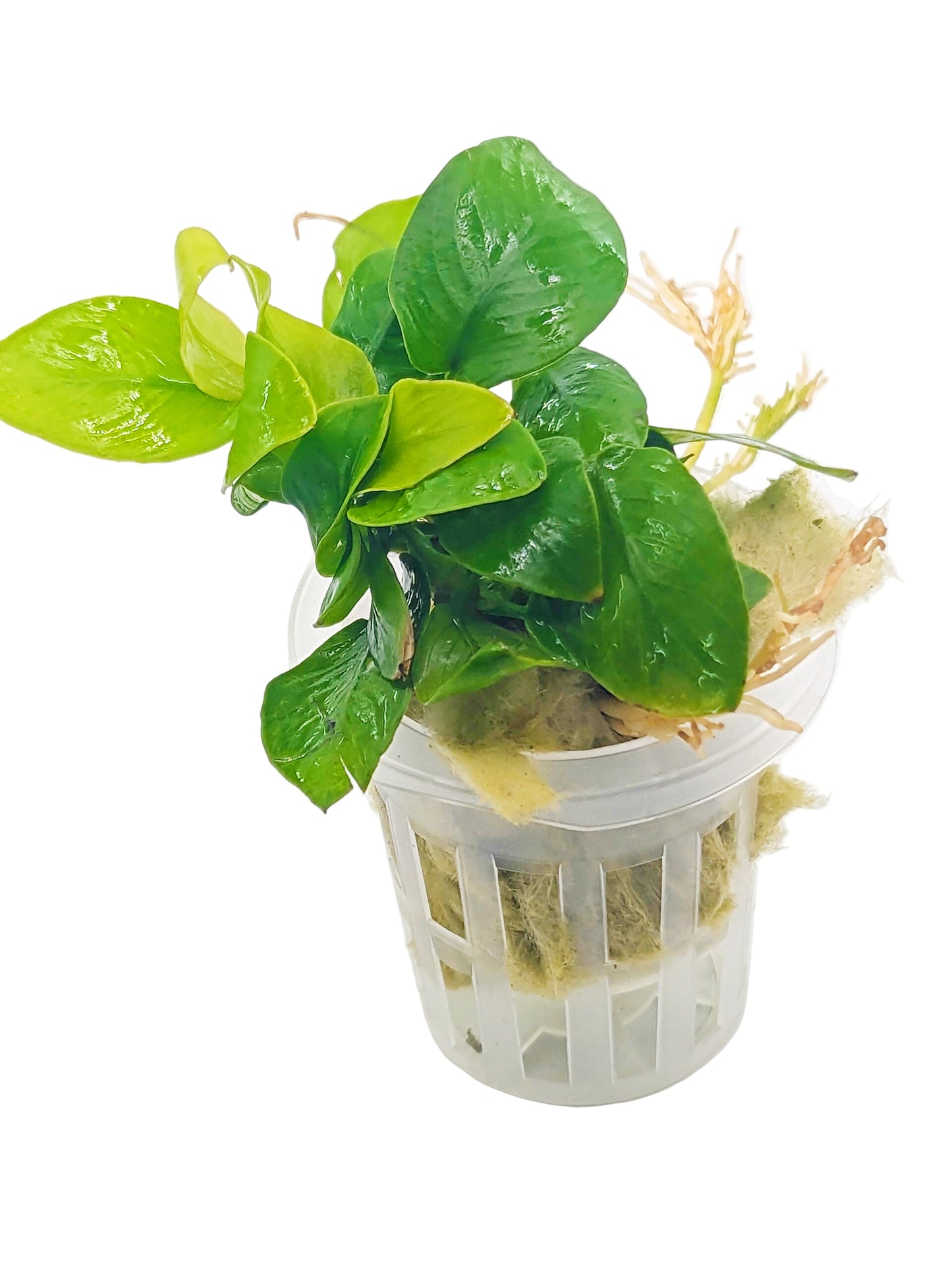 Anubias barteri nana 'golden'