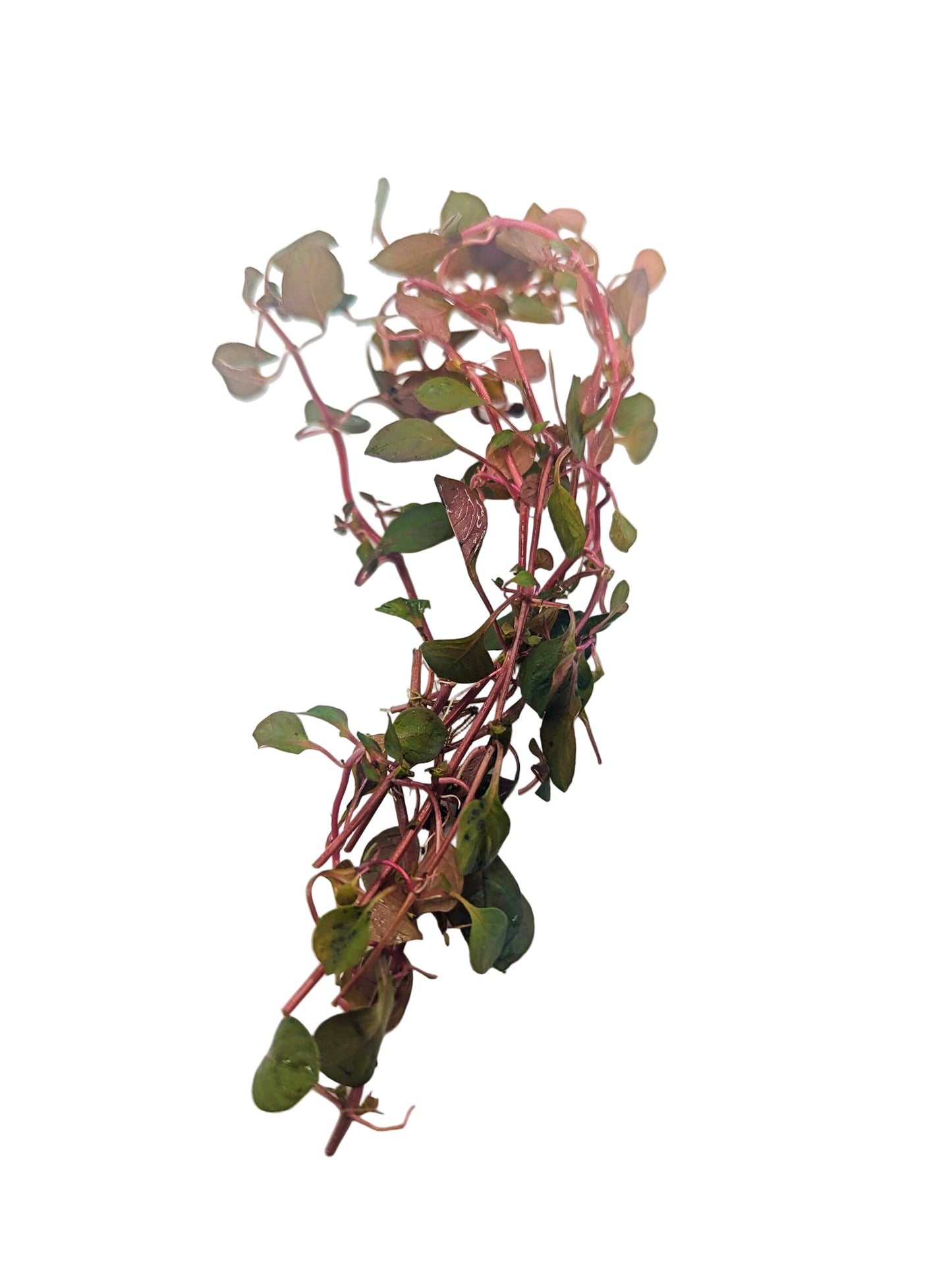 Ludwigia repens super red