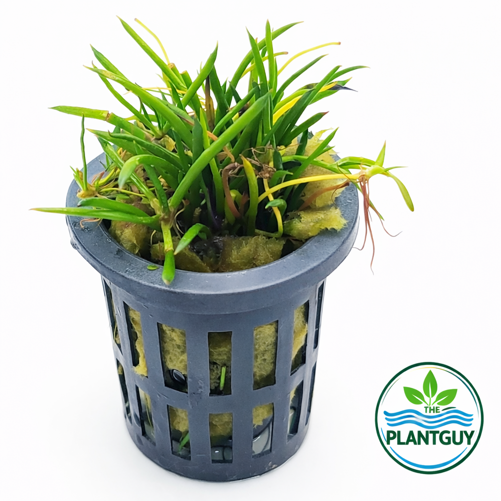 Littorella uniflora- Potted