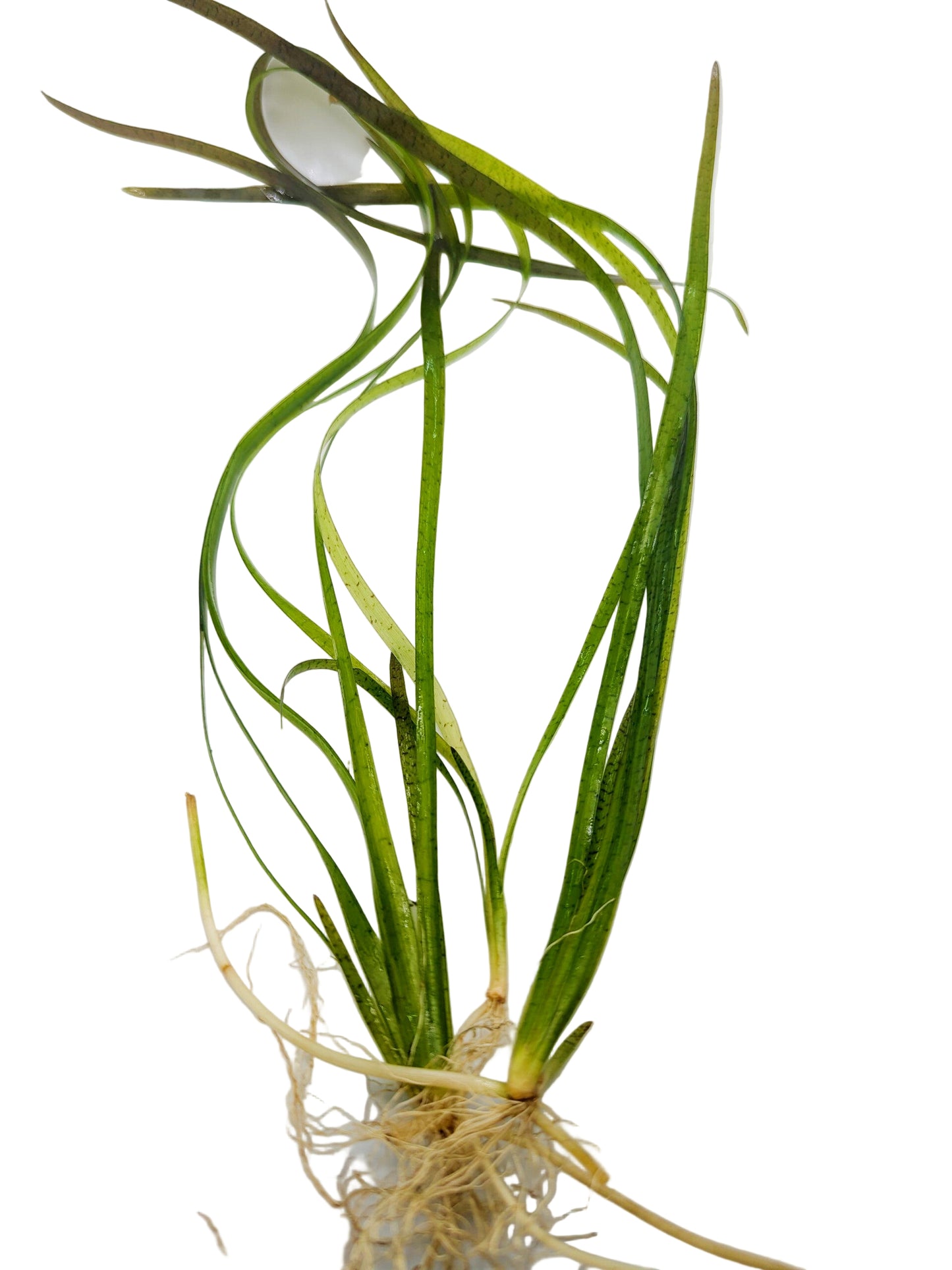 Vallisneria spiralis 'red' (3 plants)