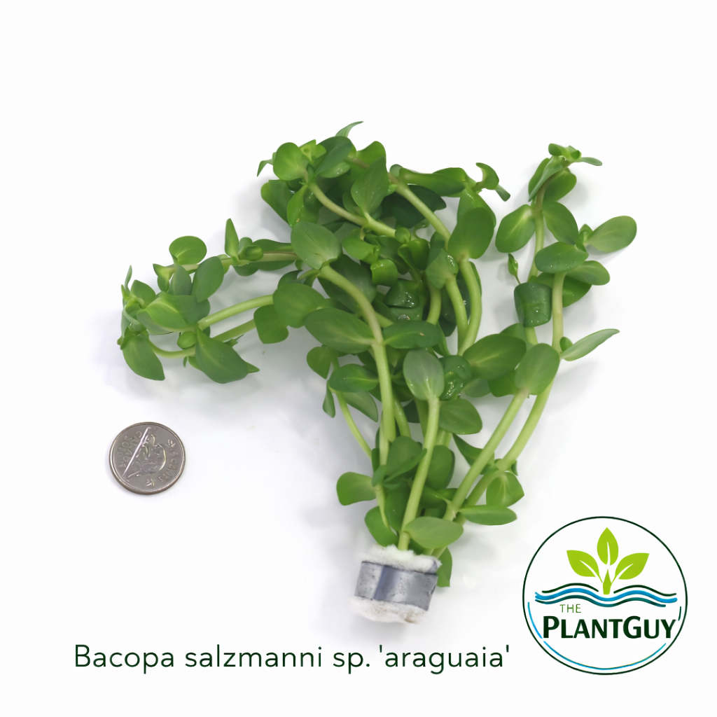 Bacopa salzmanni sp. araguaia