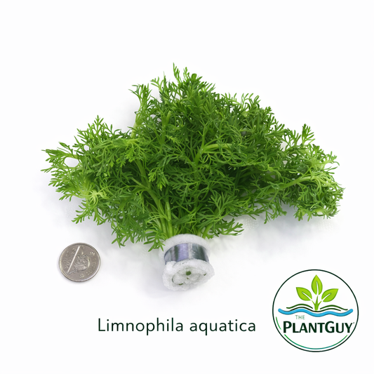 Limnophila aquatica