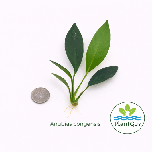 Anubias congensis