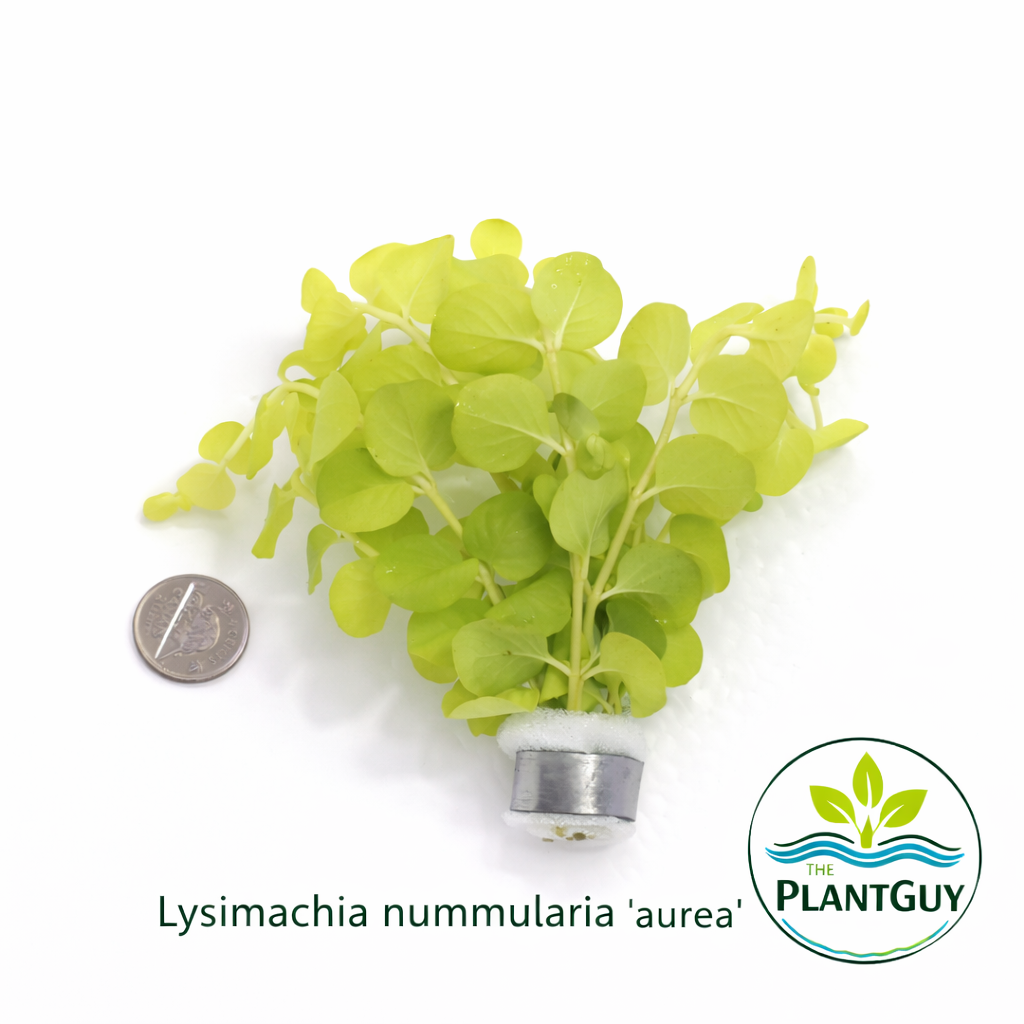 Lysimachia nummularia Aurea