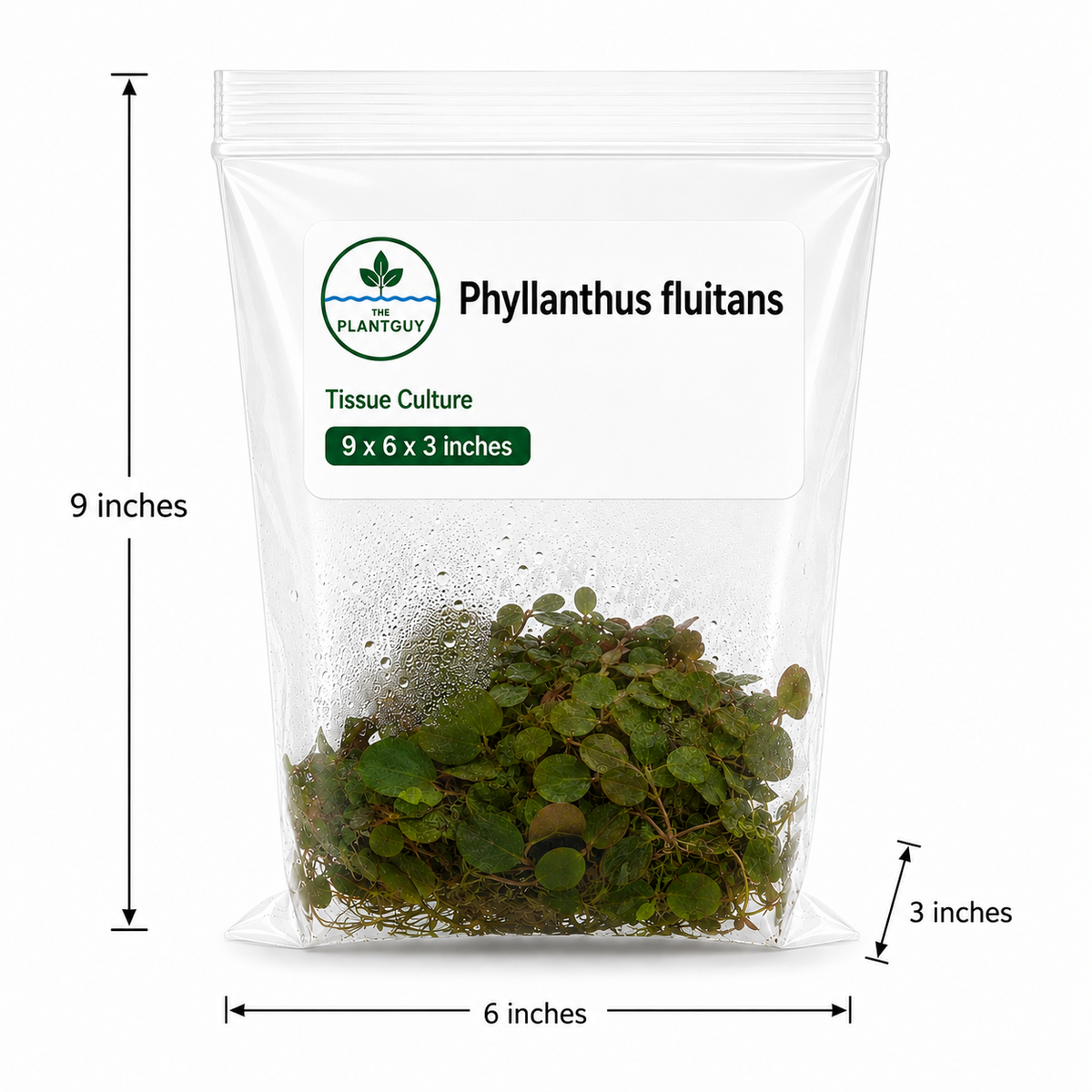 Phyllanthus fluitans (Red Root Floater)  - Tissue Culture (Large bag)