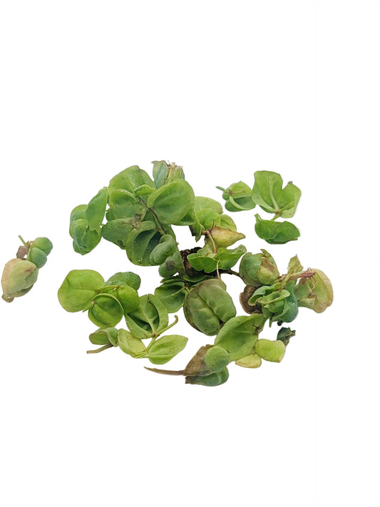 Phyllanthus fluitans