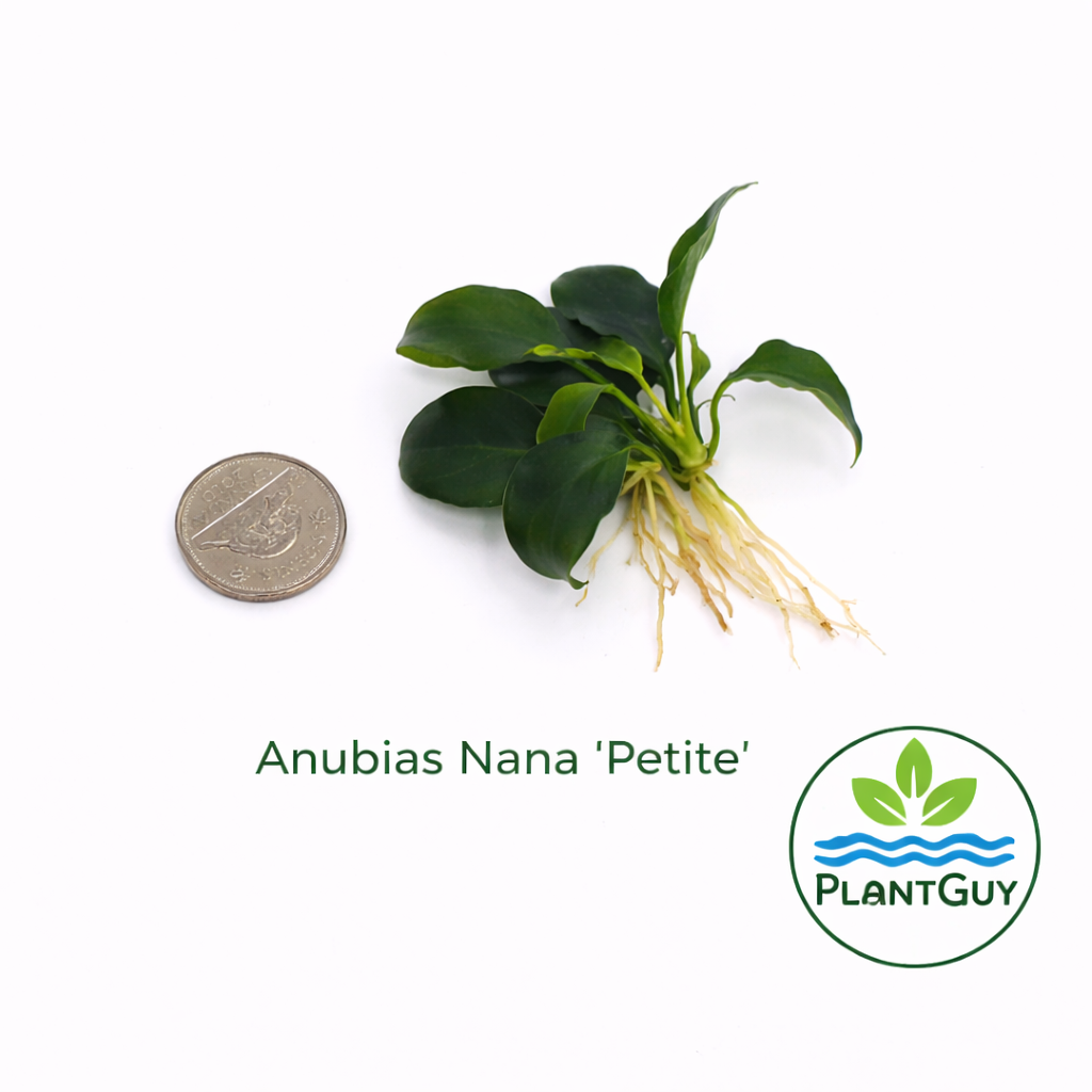 Anubias barteri nana 'petite'