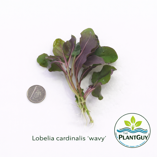 Lobelia cardinalis wavy (3 plants)