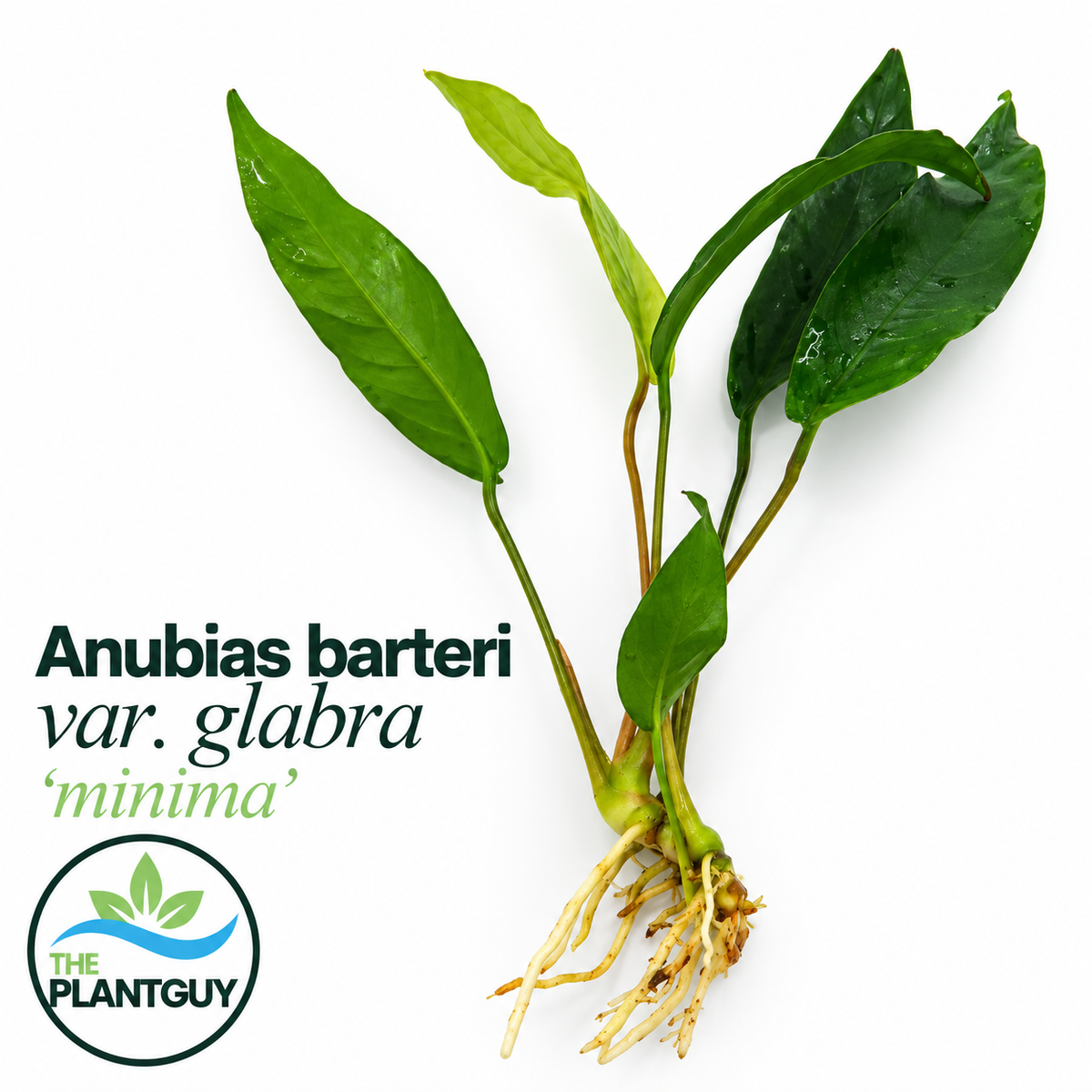 Anubias barteri var. glabra (minima large 20cm)