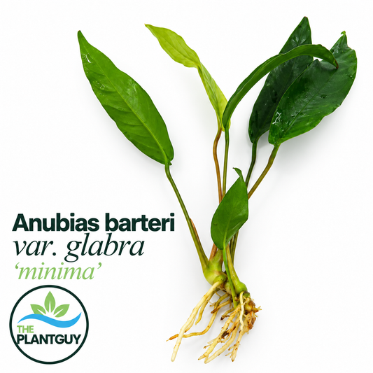 Anubias barteri var. glabra (minima large 20cm)