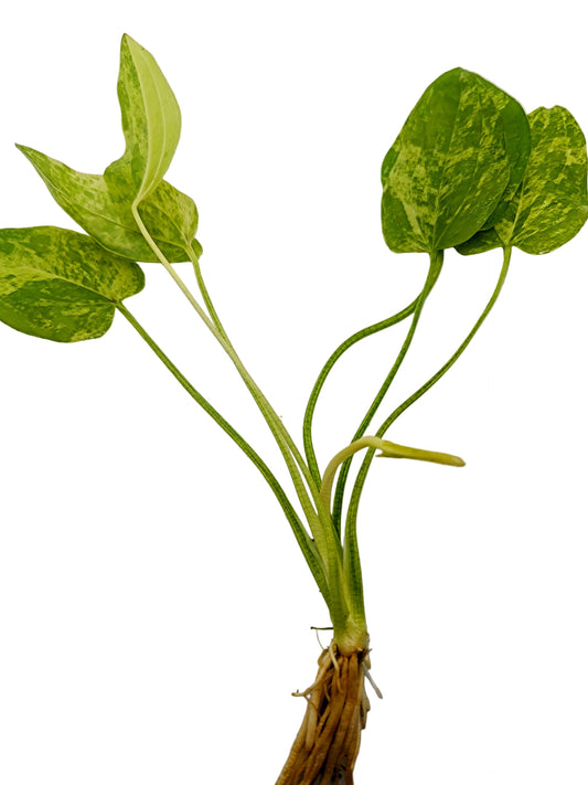 Echinodorus 'marble queen'