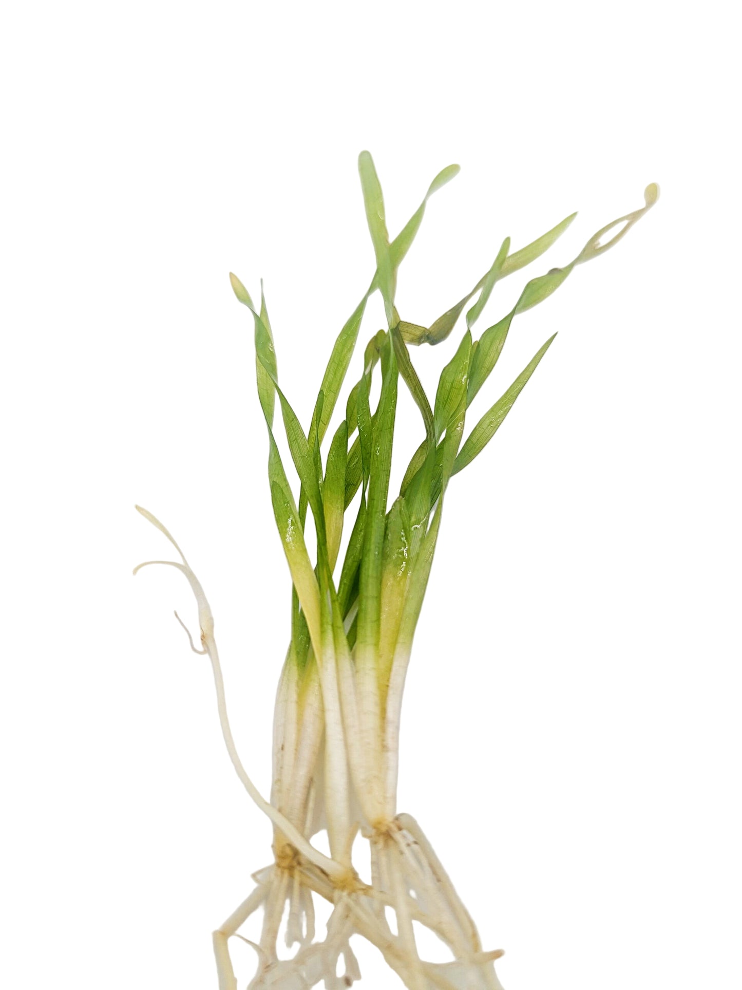 Vallisneria Spiralis Tortifolia (3 plants)