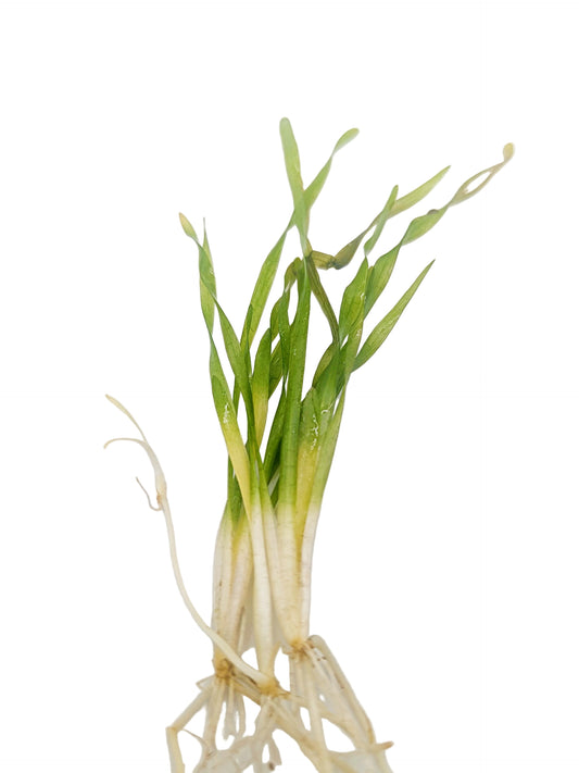 Vallisneria Spiralis Tortifolia (3 plants)