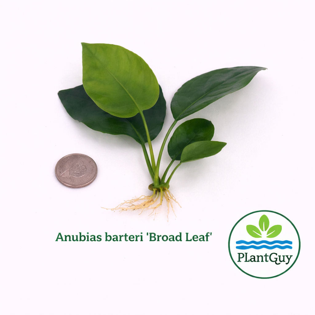 Anubias barteri var. barteri ‘Broad leaf’