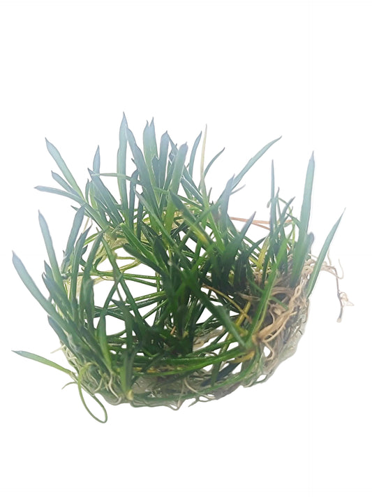 Littorella uniflora (Tissue culture)