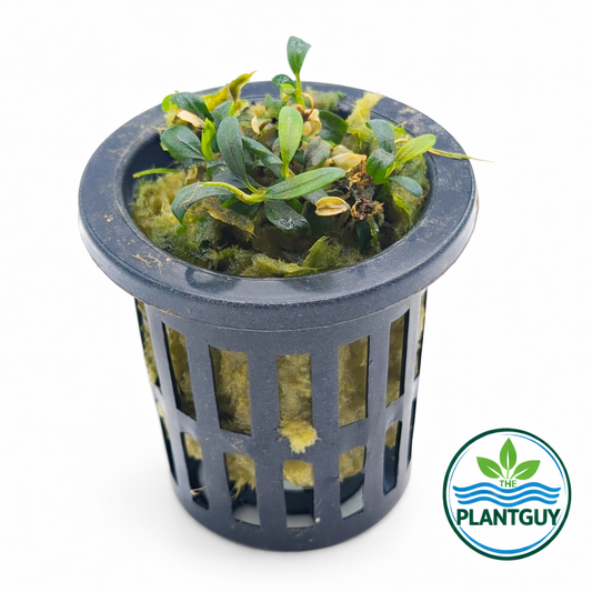 Bucephalandra 'kedagong japan' - Potted