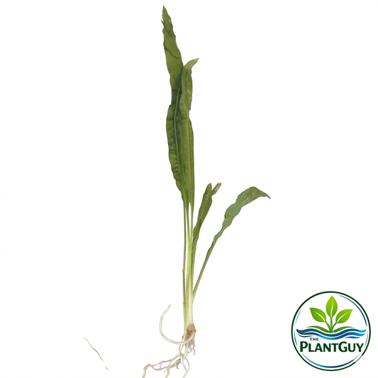 Cryptocoryne  balansae