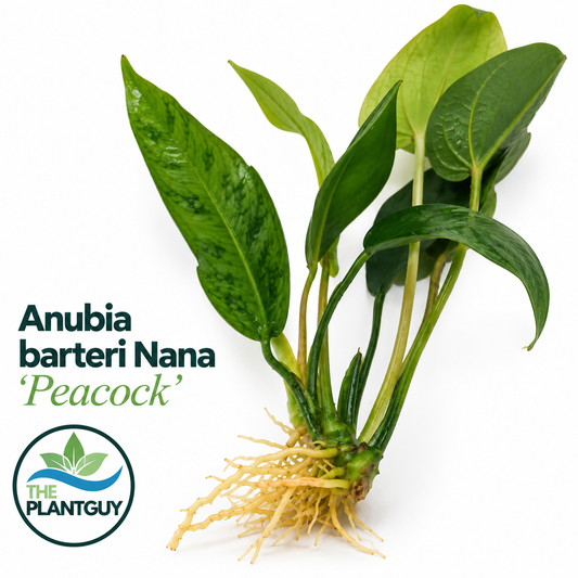 Anubias barteri var nana 'peacock'