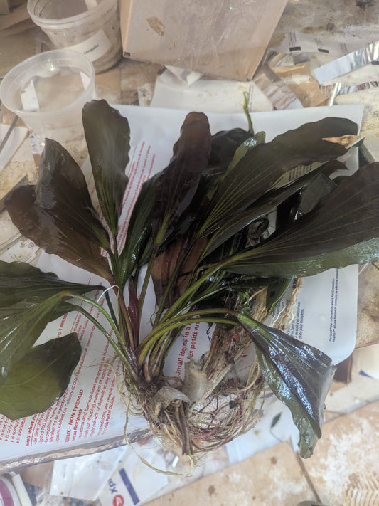 Misc Large Sword plant