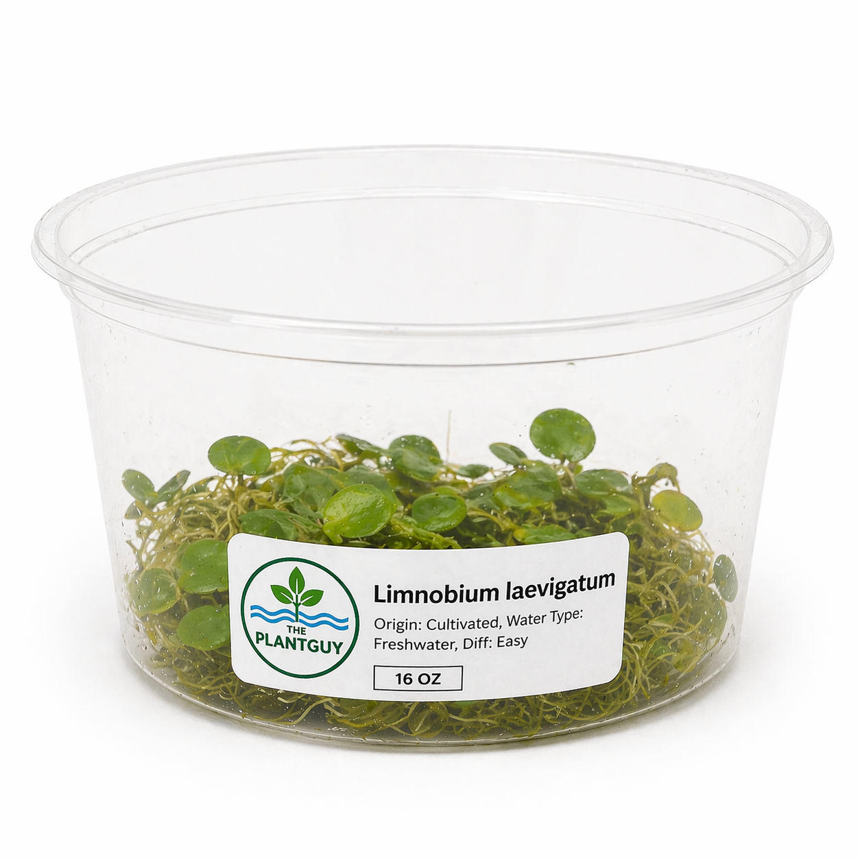 Limnobium laevigatum - Tissue Culture (tub)