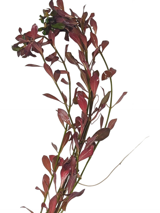 Ludwigia glandulosa ( 5 stems)
