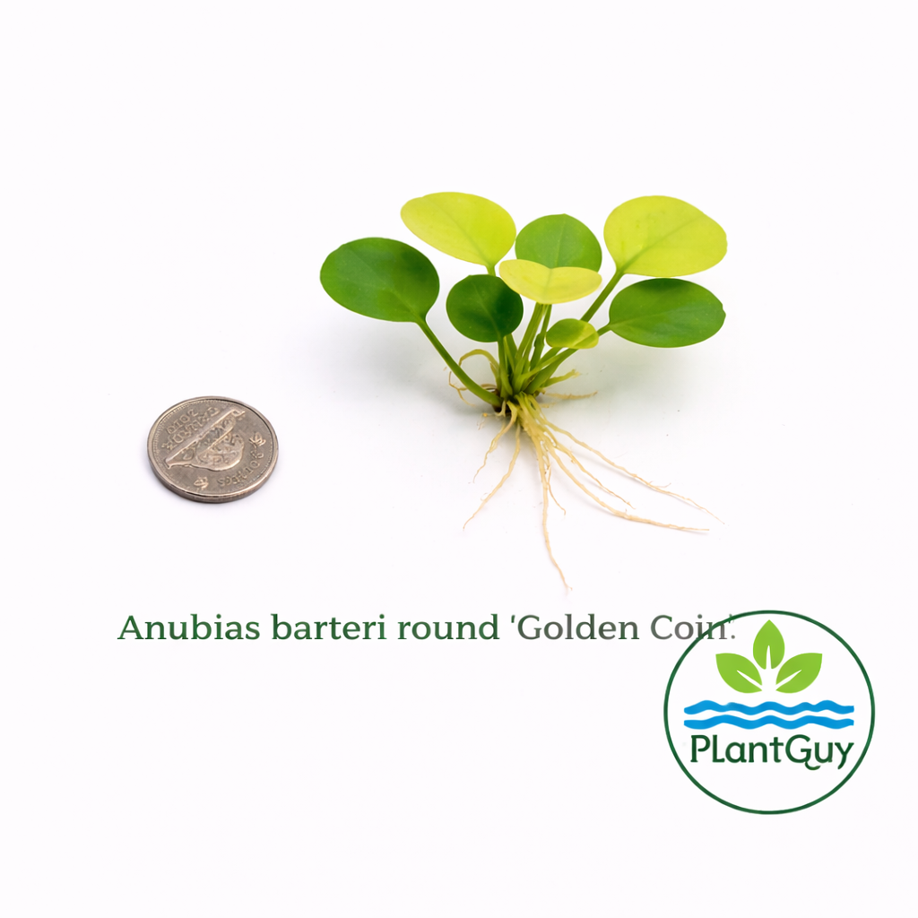 Anubias barteri round (golden coin)