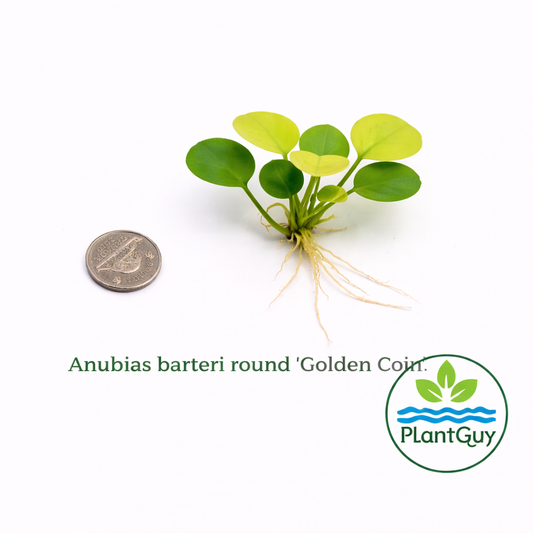Anubias barteri round (golden coin)