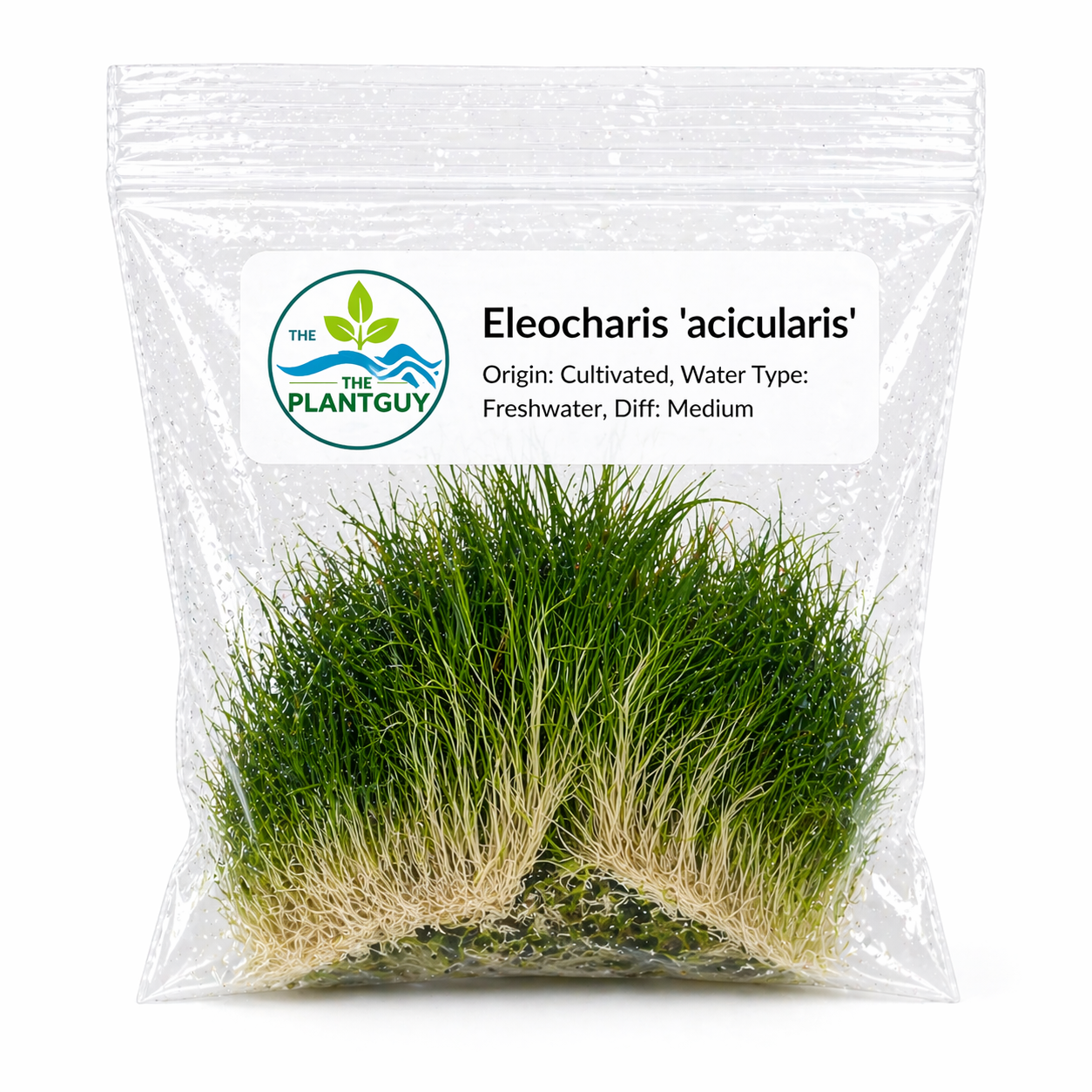 Eleocharis acicularis- Tissue Culture  (4 ounce bag)