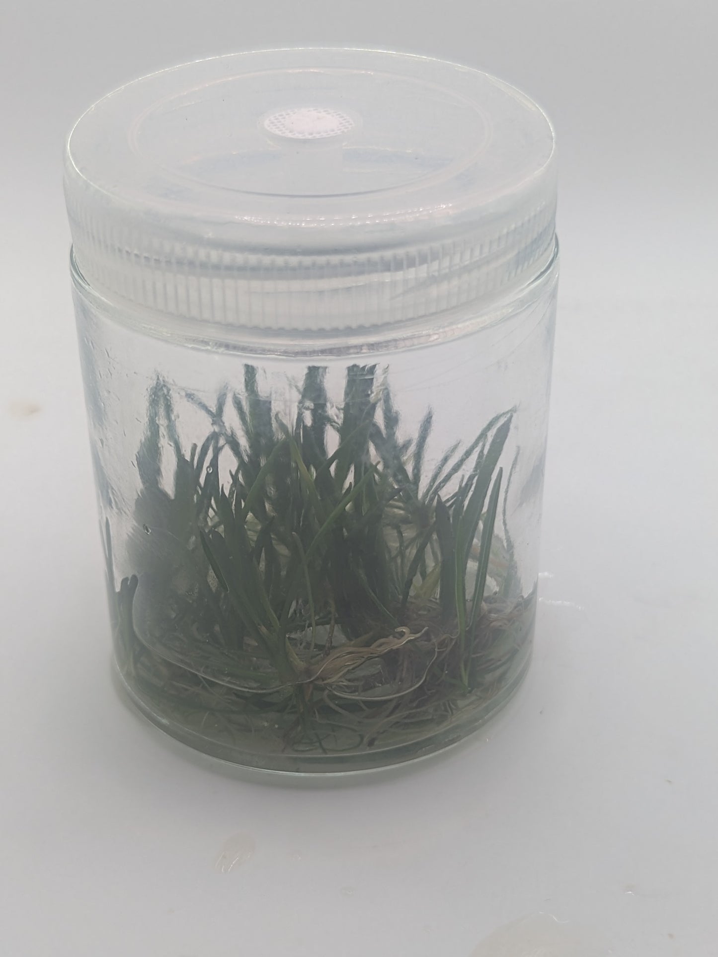 Littorella uniflora (Tissue culture)