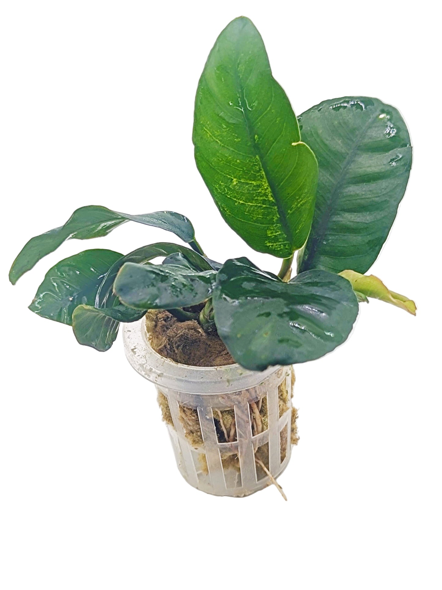 Anubia barteri 'coffeefolia'