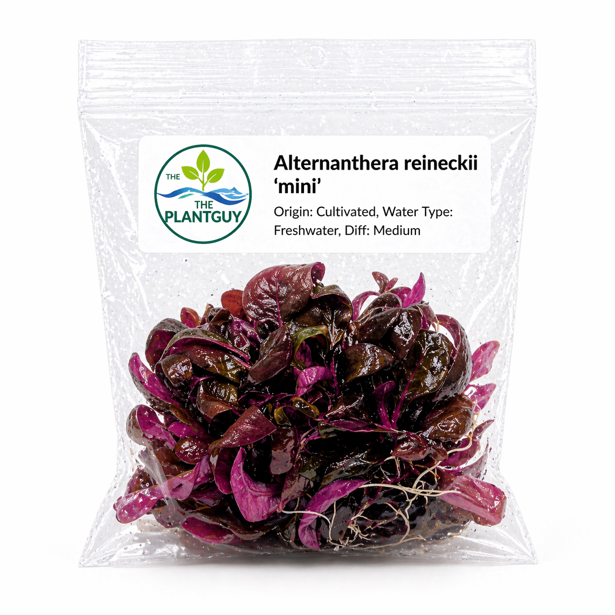Alternanthera reineckii 'Mini'- Tissue Culture
