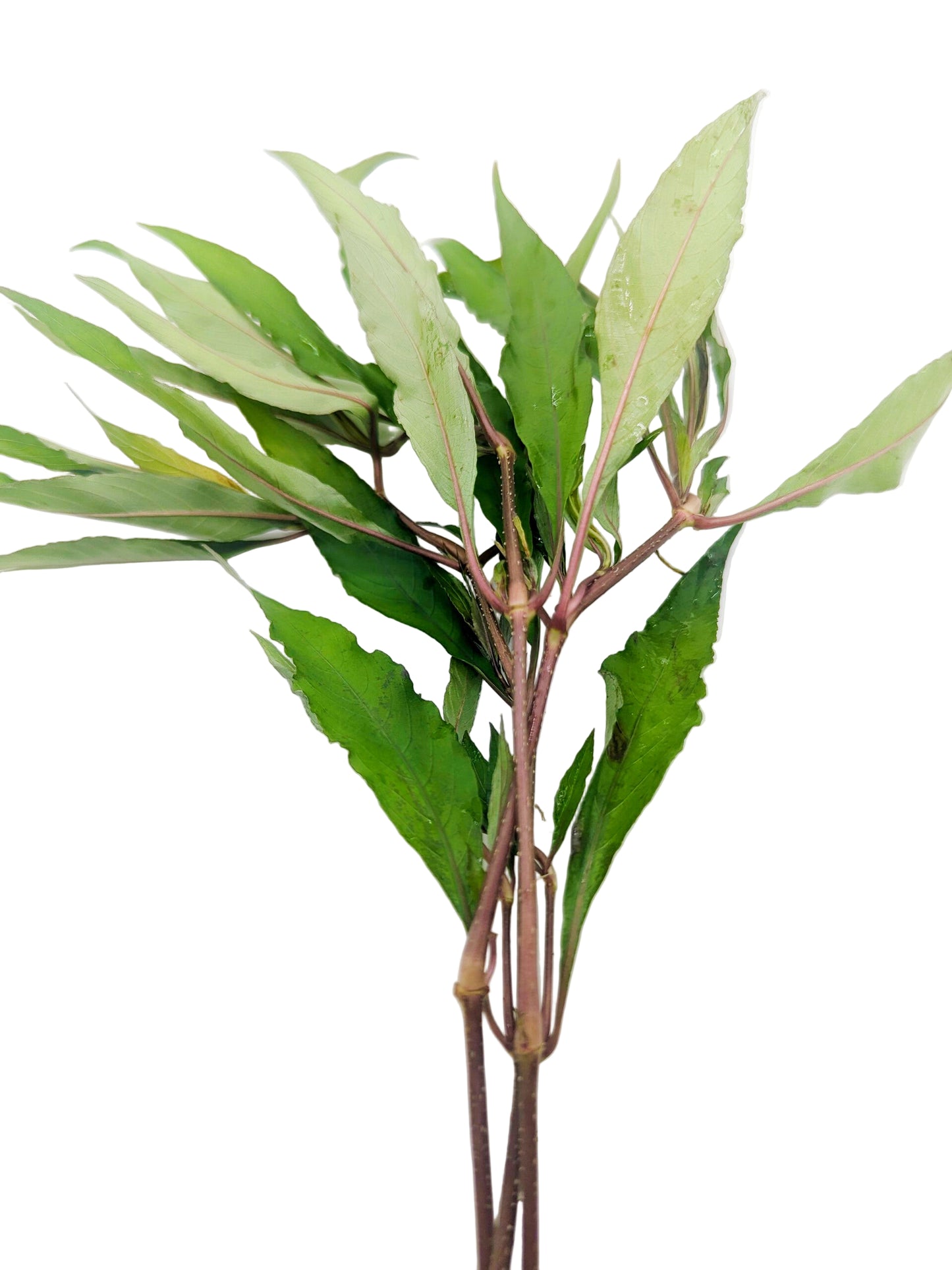 Hygrophila corymbosa (siamensis/stricta)