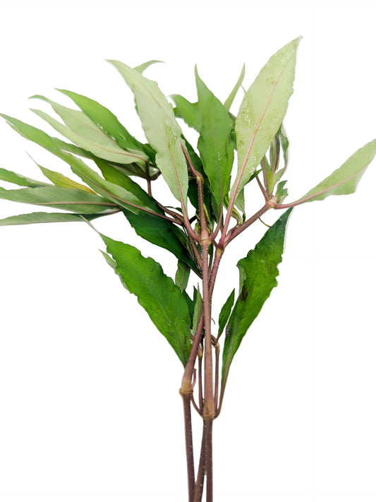 Hygrophila corymbosa (siamensis/stricta)