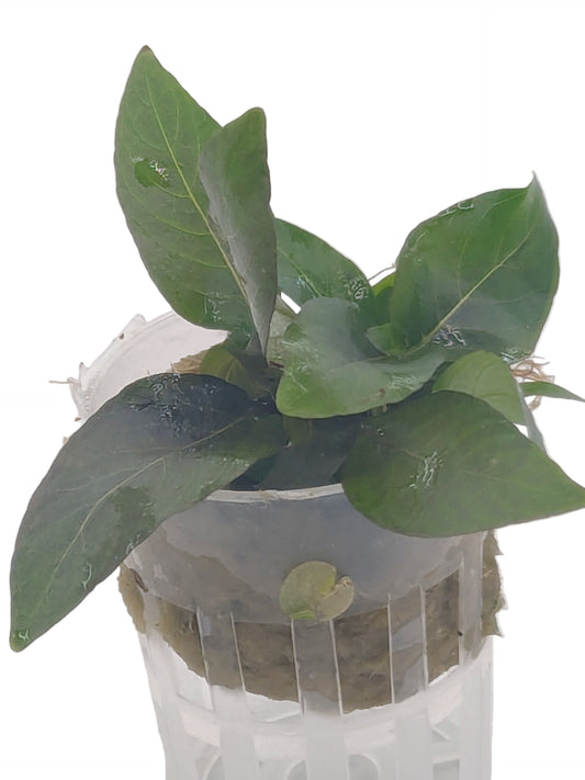 Hygrophila 'Compact'