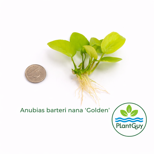Anubias barteri nana 'golden'