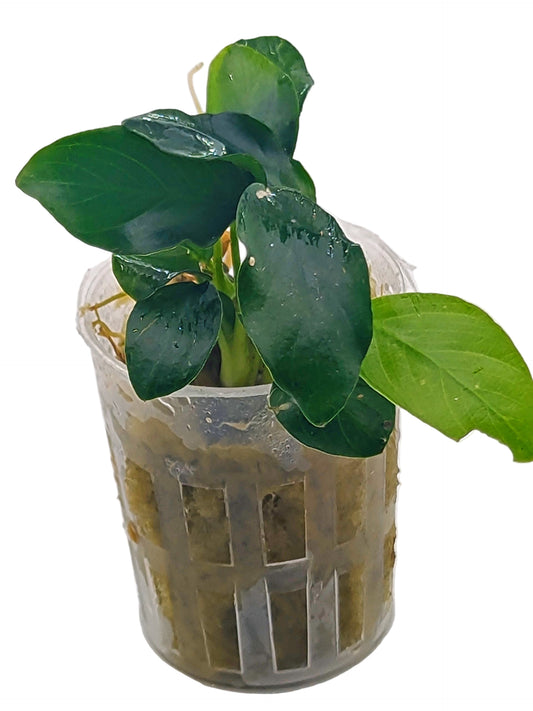 Anubia 'nana'- Potted