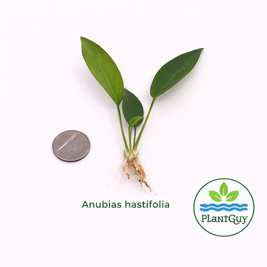 Anubias hastifolia