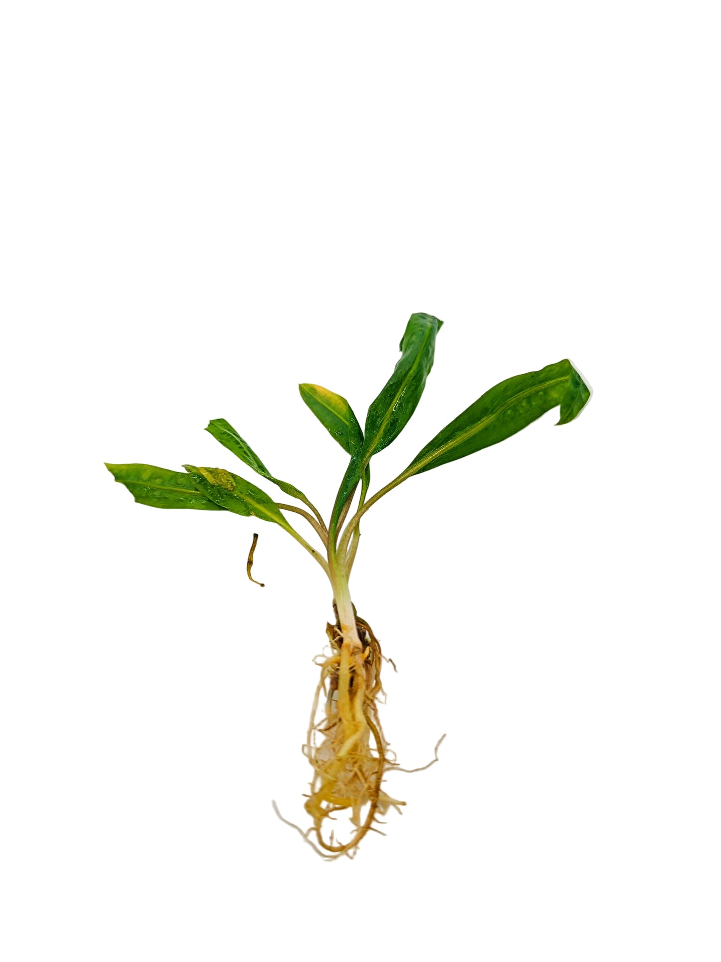 Cryptocoryne  balansae