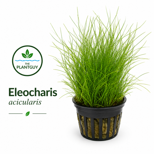Eleocharis acicularis- Grown submerged and potted