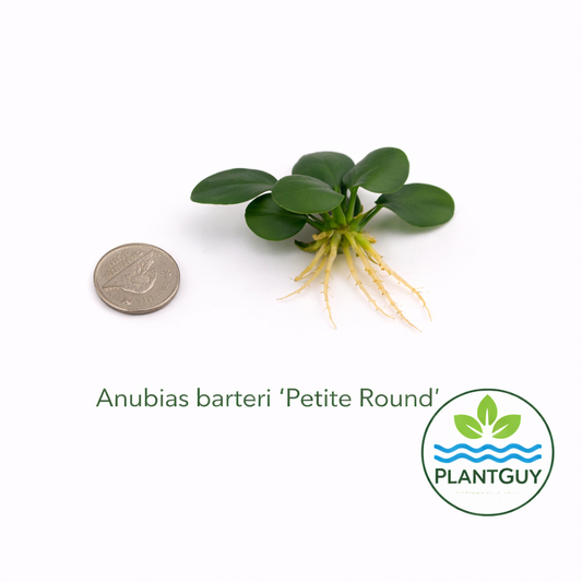 Anubias barteri 'petite round'