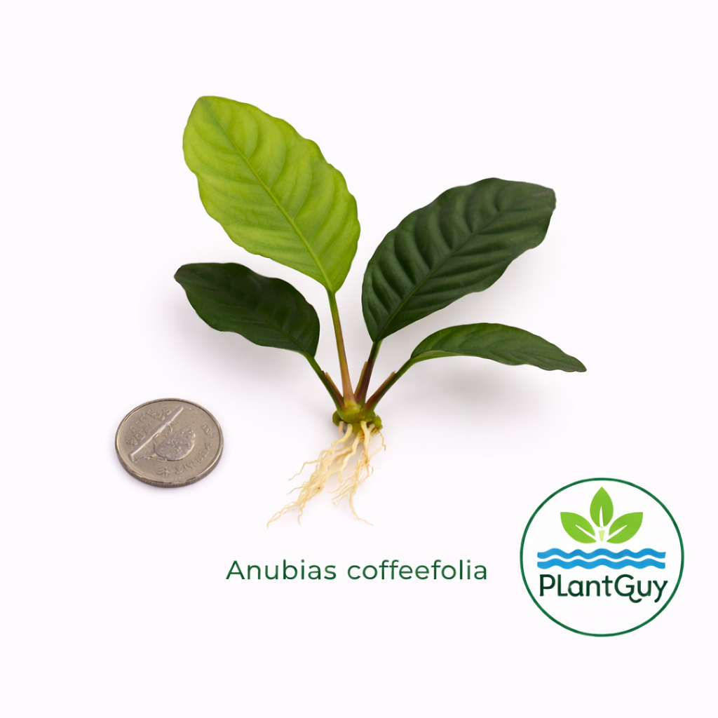 Anubia barteri 'coffeefolia'