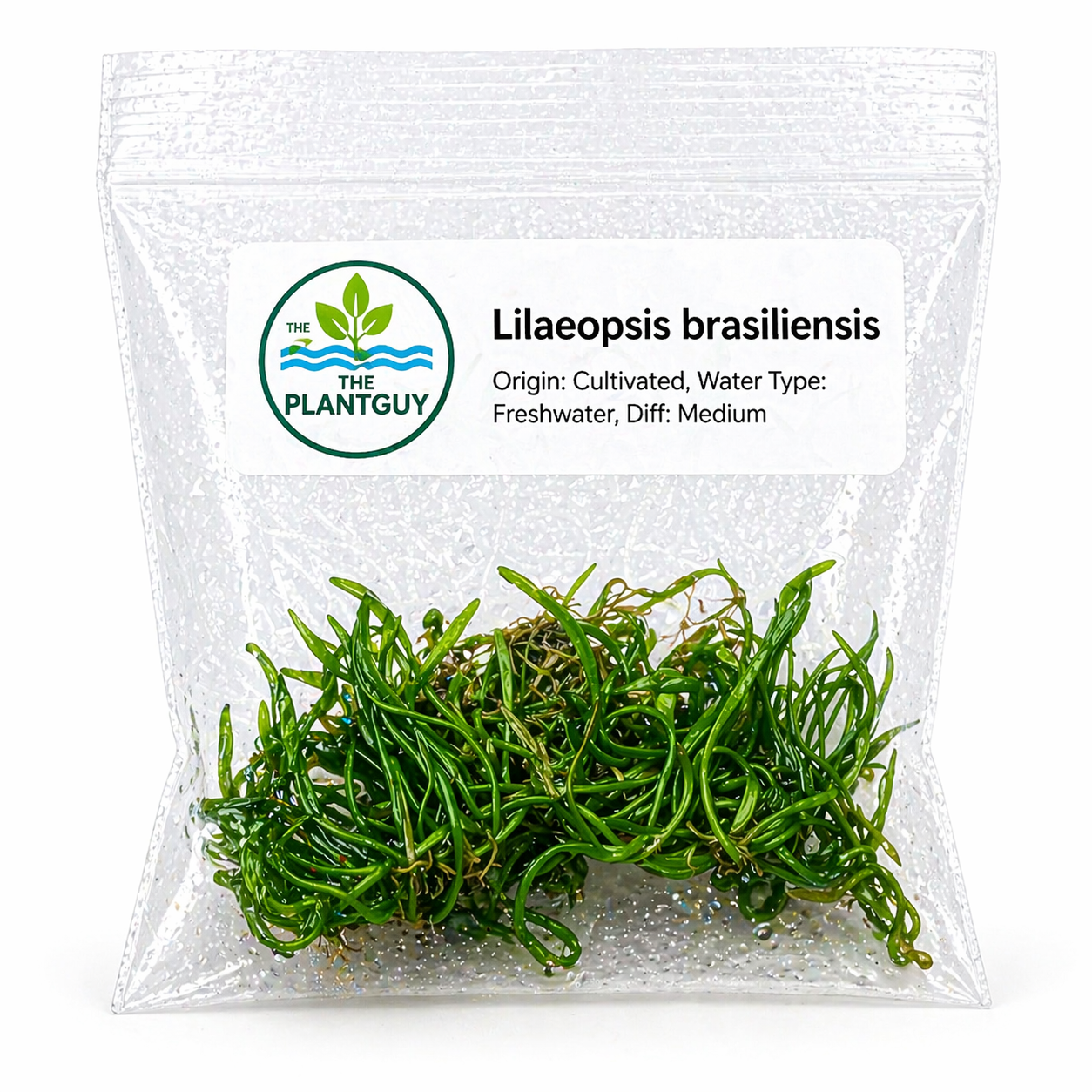 Lilaeopsis brasiliensis'- Tissue Culture  (4 ounce bag)
