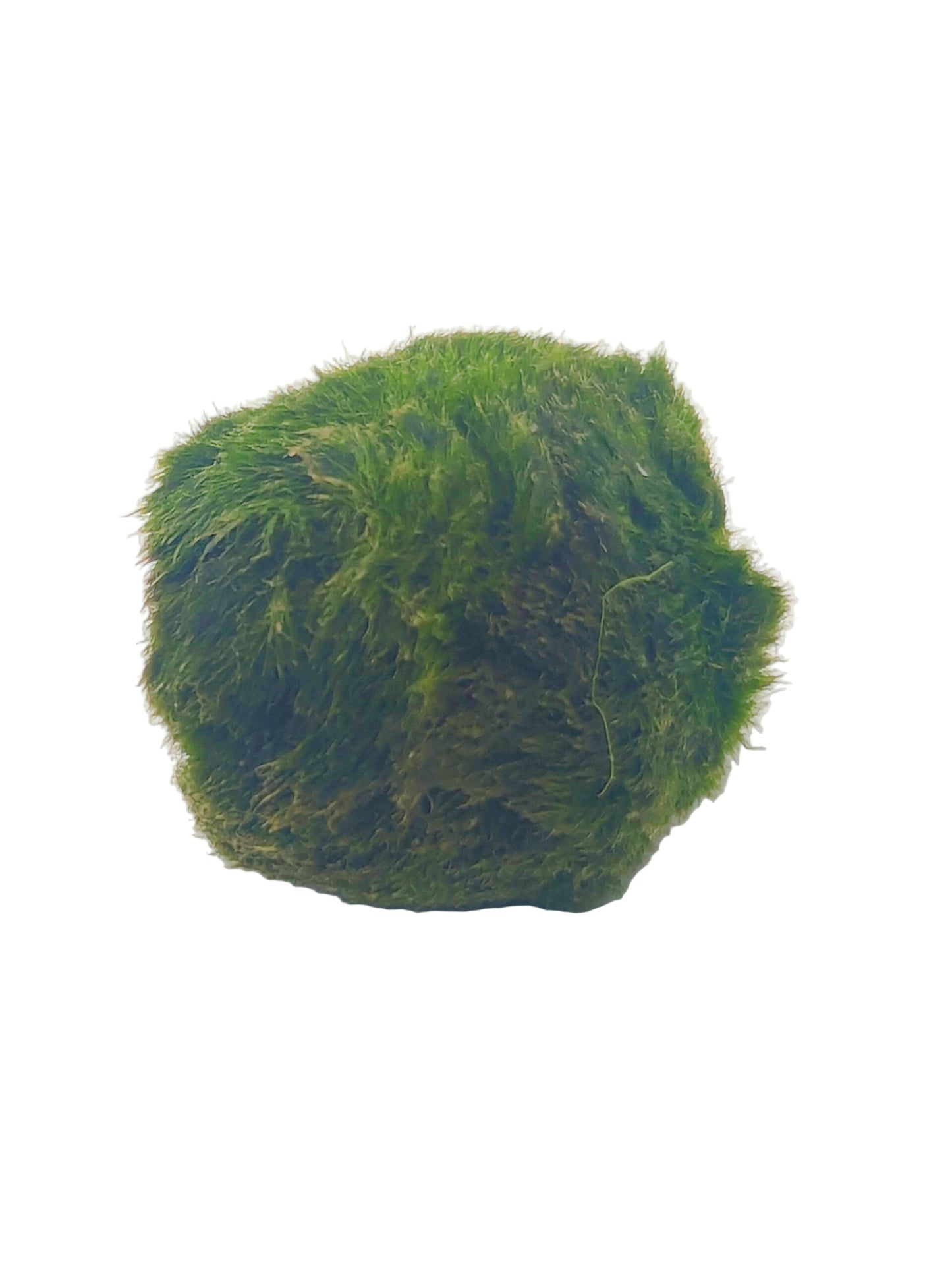 Cladophora aegagropila