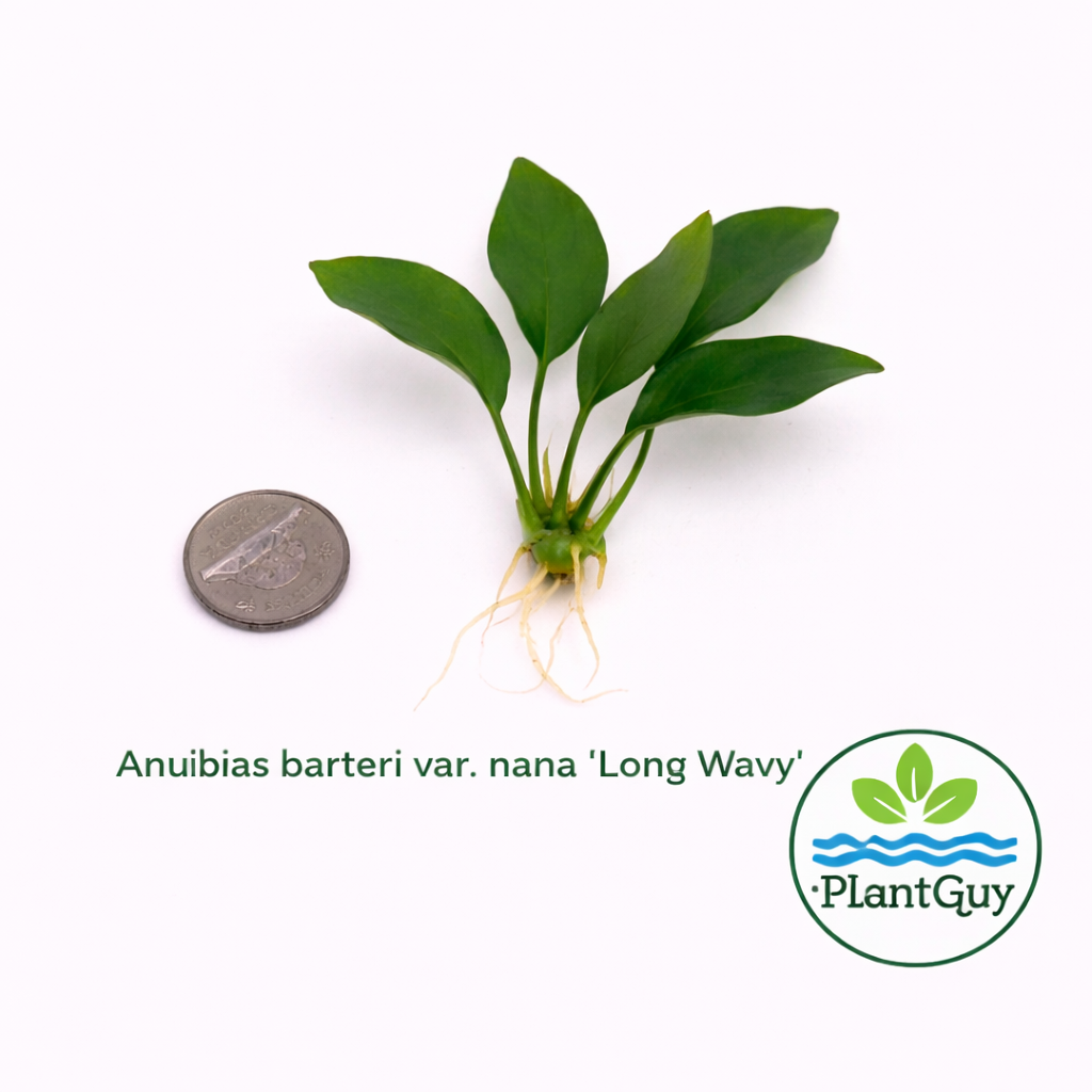 Anubias nana long wavy (one rhizome)