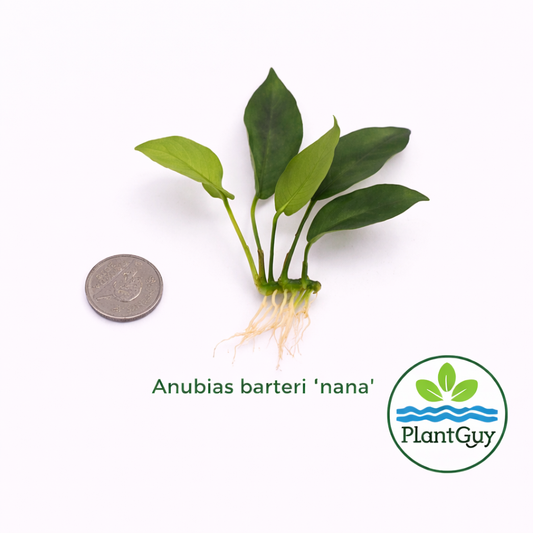 Anubia barteri nana (one rhizome)