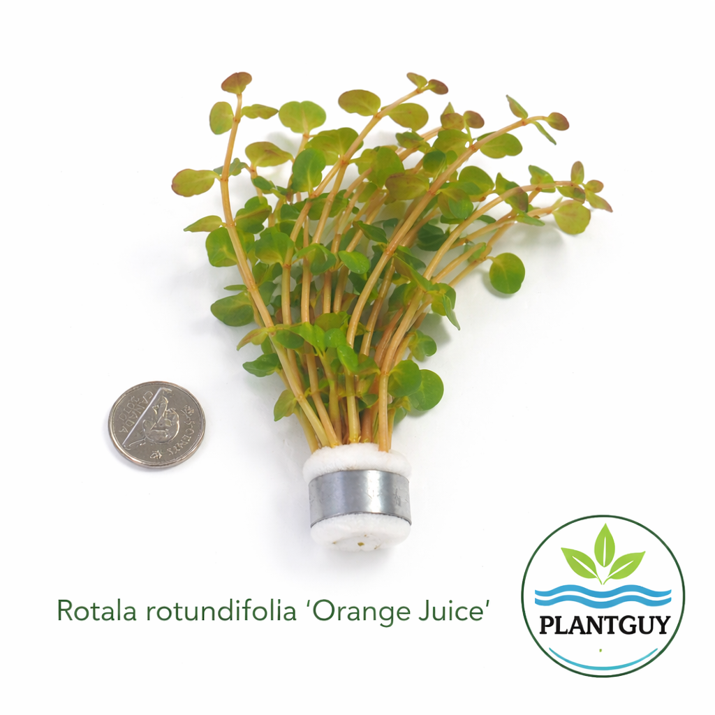 Rotala rotundifolia orange juice