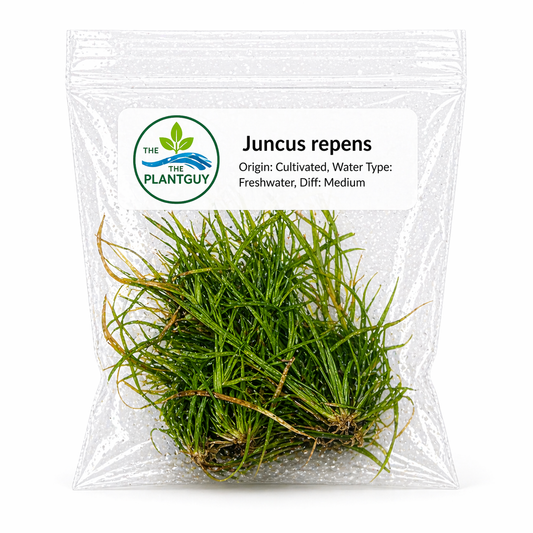 Juncus repens- Tissue Culture  (4 ounce bag)