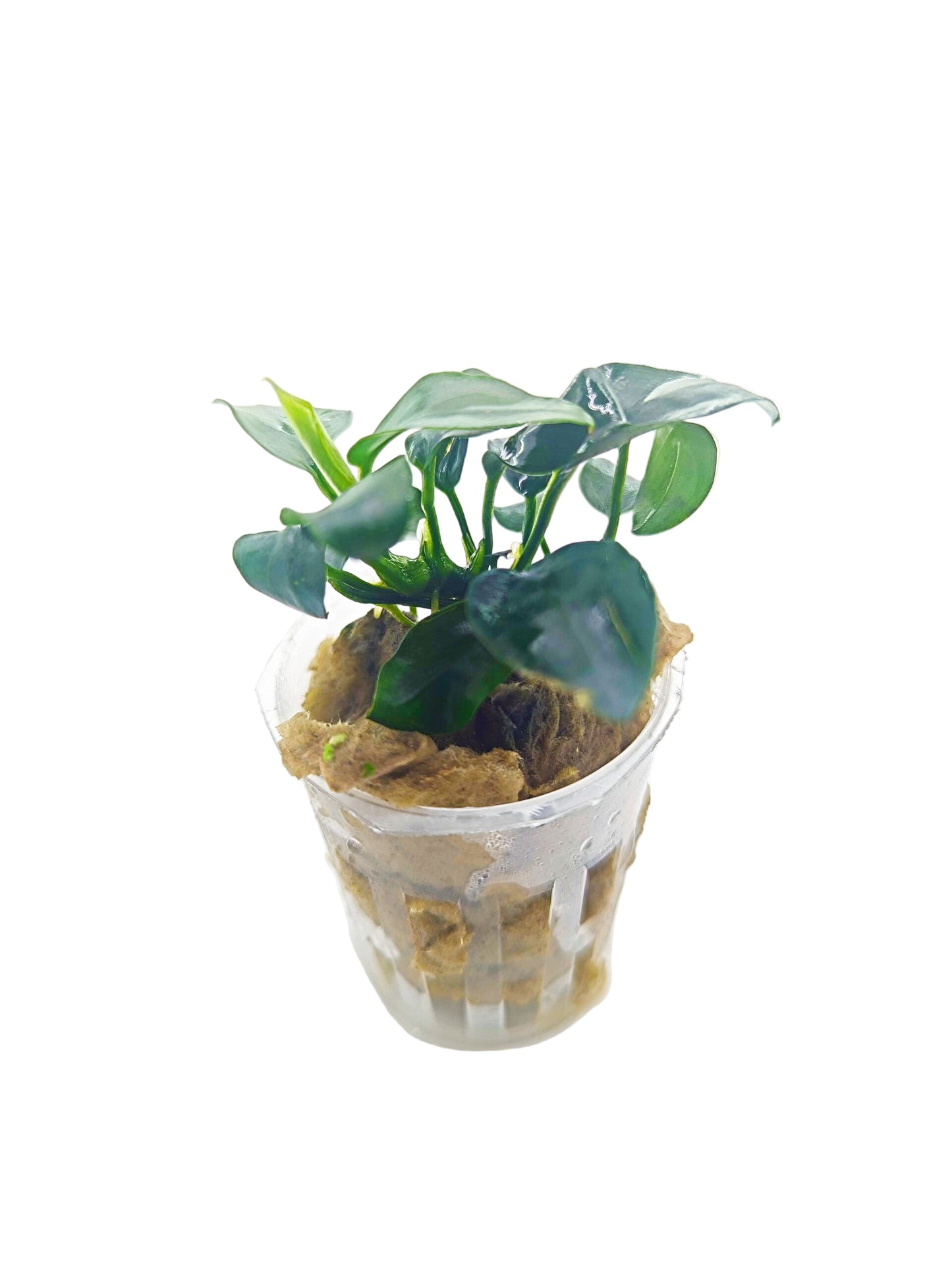 Anubia 'nana petite'- Potted